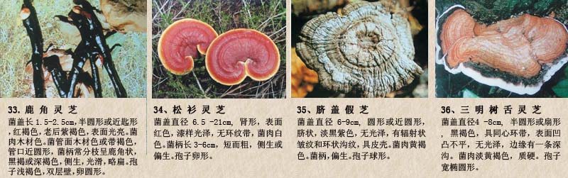 圖片關鍵詞 圖片關鍵詞