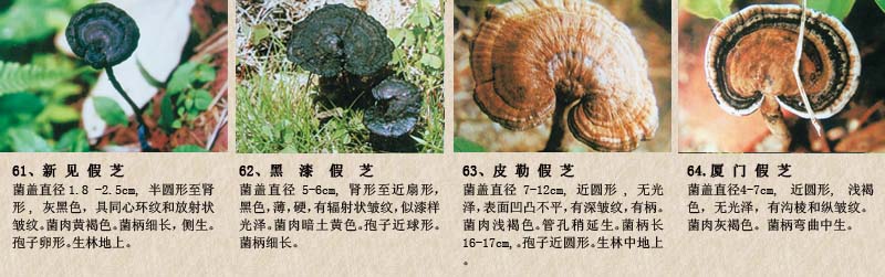 圖片關鍵詞 圖片關鍵詞