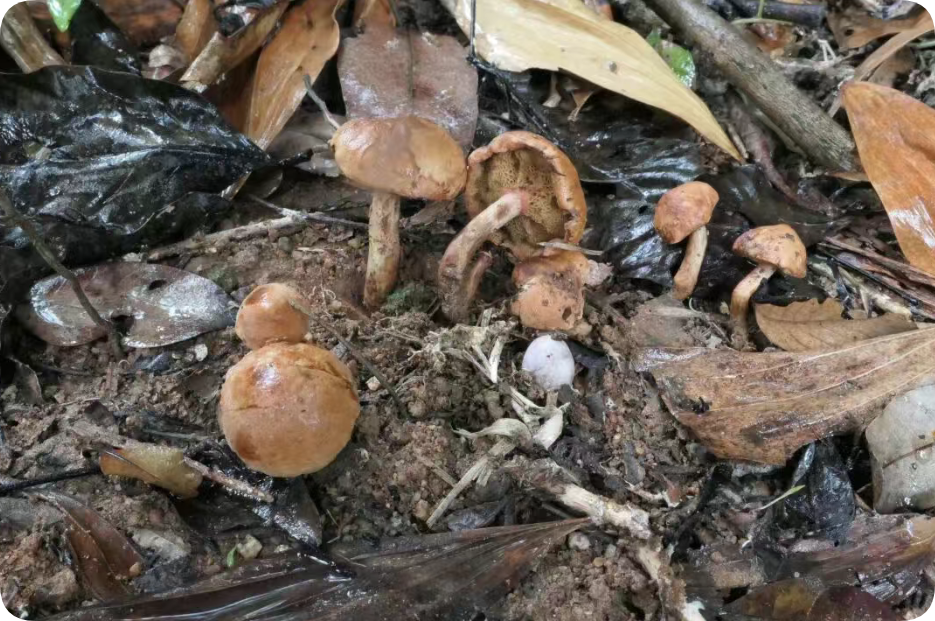 圖片關鍵詞