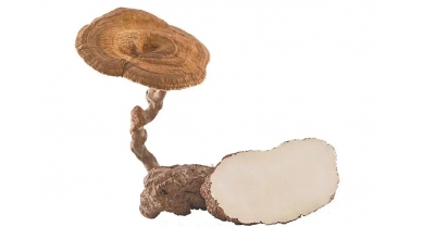 行業(yè)動態(tài)