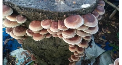 行業動態